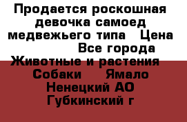 Продается роскошная девочка самоед медвежьего типа › Цена ­ 35 000 - Все города Животные и растения » Собаки   . Ямало-Ненецкий АО,Губкинский г.